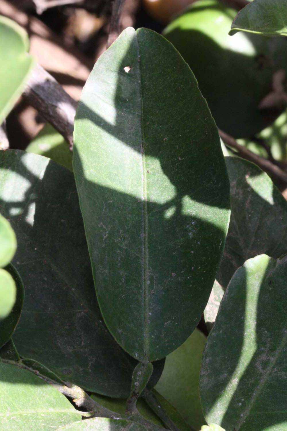              Unifoliolate leaf (Riverside, CA)       